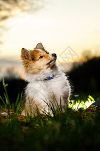 肖特兰坐在白色背景的雪特兰牧羊犬阳光旅行森林小狗动物日落家庭橙子太阳季节背景