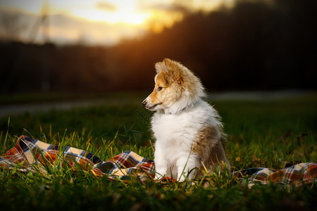 白色牧羊犬坐在白色背景的雪特兰牧羊犬宠物森林公园家庭橙子天空日落牧羊人场地太阳背景
