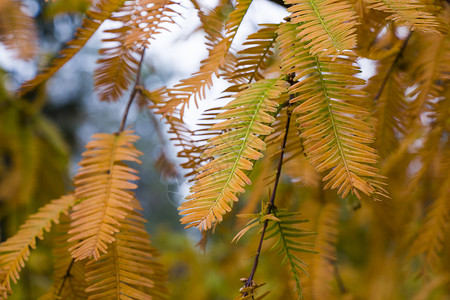 水杉树 秋天和秋天树特写镜头在 Tsinandali生物学红木柏科叶子针叶颜色风景公园橙子木头背景图片