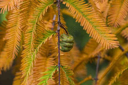 水杉树 秋天和秋天树特写镜头在 Tsinandali园艺柏科植物学裸子森林针叶树颜色植物群橙子生物背景图片
