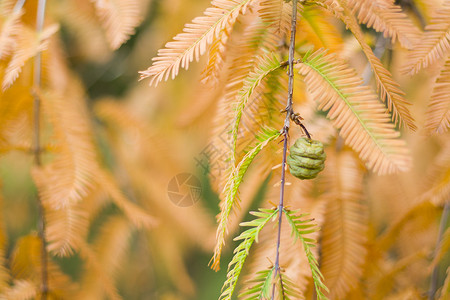 水杉树 秋天和秋天树特写镜头在 Tsinandali针叶植物群森林植物学针叶树叶子木头生物橙子植物背景图片