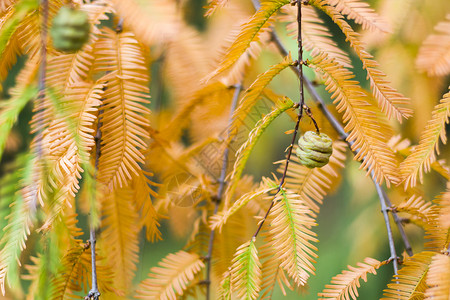 水杉树 秋天和秋天树特写镜头在 Tsinandali生物学生物针叶树森林植物学公园叶子园艺颜色橙子背景图片