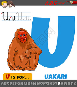 卡里字母 U U 用卡通 uakari 动物设计图片