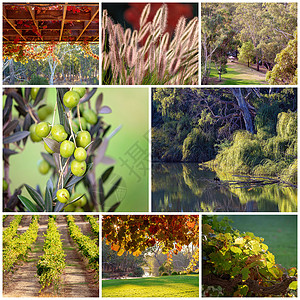 A 葡萄园及其环绕地貌的图像拼凑高清图片