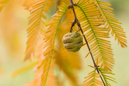 水杉树 秋天和秋天树特写镜头在 Tsinandali针叶树植物群植物裸子木头植物学橙子森林园艺柏科背景图片