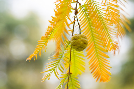 水杉树 秋天和秋天树特写镜头在 Tsinandali针叶风景植物学植物园艺柏科森林公园裸子颜色背景图片