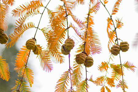 水杉树 秋天和秋天树特写镜头在 Tsinandali针叶树植物植物学针叶植物群森林裸子风景红木柏科背景图片