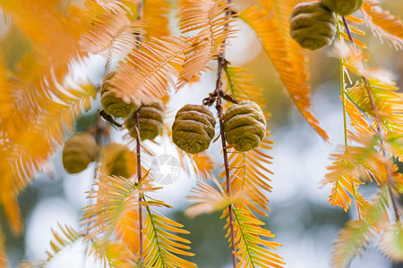 水杉树 秋天和秋天树特写镜头在 Tsinandali生物学叶子植物针叶树木头裸子园艺植物学公园柏科背景图片