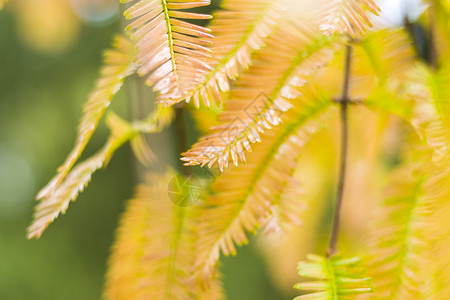 水杉树 秋天和秋天树特写镜头在 Tsinandali颜色植物针叶橙子园艺生物风景植物学柏科裸子背景图片