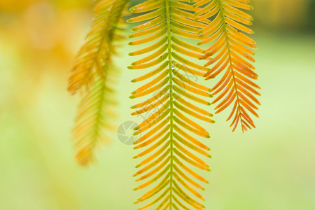 水杉树 秋天和秋天树特写镜头在 Tsinandali园艺柏科针叶植物群裸子针叶树植物学风景红木生物背景图片