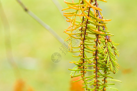水杉树 秋天和秋天树特写镜头在 Tsinandali裸子园艺生物生物学颜色森林植物学木头植物橙子背景图片