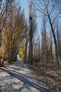 秋天成堆的枯叶 秋天落在地上的枯叶黄色公园树木季节树叶风景叶子森林背景图片