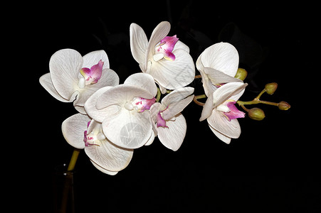 黑色背景特写上的白兰花花粉色镜子奢华脆弱性反光反射玻璃魔法白色紫色背景图片