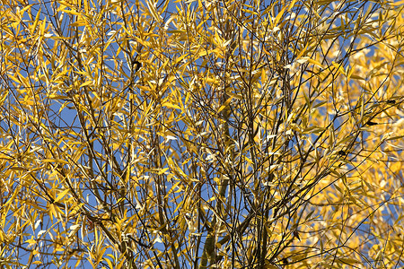 秋色白叶 背光色蓝天宏观黄色季节街道季节性晴天场景冥想白色背景图片