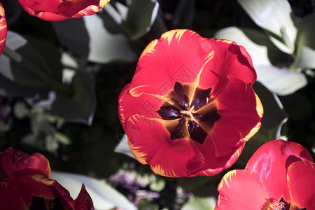 花床上的郁金香花朵花坛红色黄色背景图片