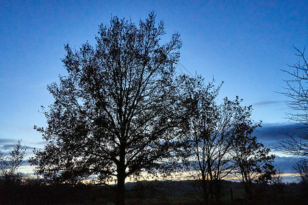秋天日落后树冠对天背景图片