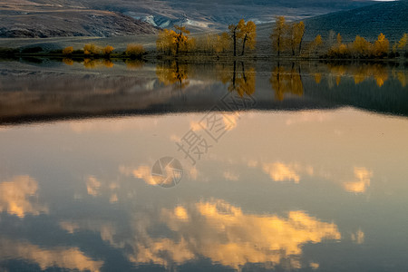 在阿尔泰山脉的山湖中 湖面的水面上 湖水面旅游高山针叶树潮人远足树木气氛岩石松树针叶背景图片