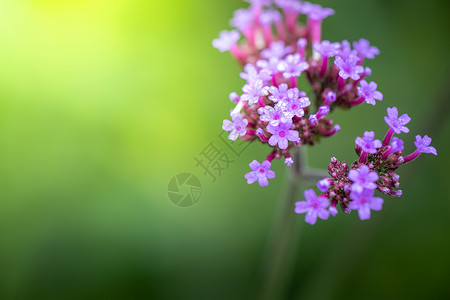 五颜六色的花的背景图片花束粉色植物季节花瓣生长植物群紫色宏观背景图片