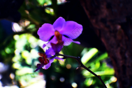 紫兰花紫色花园背景图片