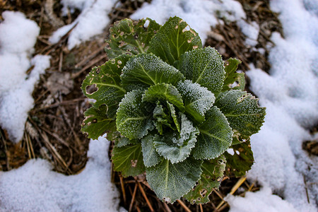 一种有蹄白菜工厂的冰霜 卷心菜周围有雪 冬天背景