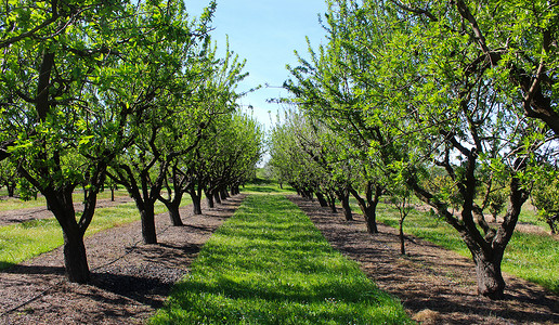 在杏仁开花前的春天有果园 在两排杏树之间 专业传统杏仁果园背景图片