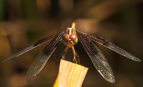自然中的苍蝇生活阳光翅膀黄酮宏观昆虫荒野蜻蜓脊椎动物环境背景图片