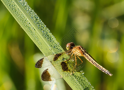 自然中的苍蝇阳光黄酮波浪野生动物蜻蜓脊椎动物宏观翅膀荒野环境背景图片