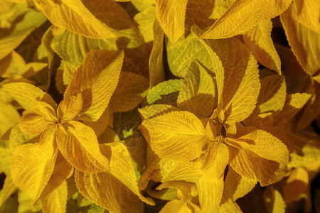 装饰草原叶 黄色树叶 抽象自然背景背景图片
