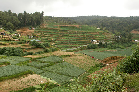斯里兰卡茶叶种植园 有梯田的茶叶灌木丛山旅行场地叶子植物绿色爬坡热带农场农业商业背景图片