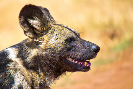 南非非洲野狗 Rhino和狮子自然保留地高清图片