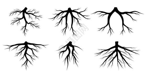 桦根根矢量设置为白色背景上孤立的根矢量 树根系统插画