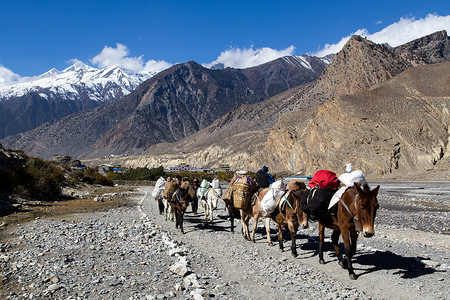 驴人尼泊尔Annapurna巡回赛的行李驴赛道马具牧羊人屁股补给品骡子乡村旅游避难所小路背景
