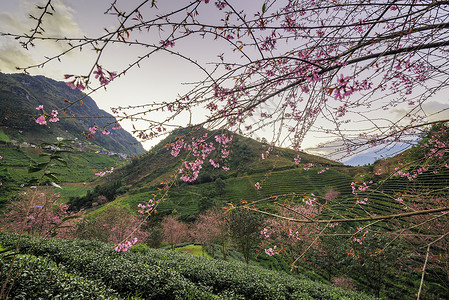 台湾红心番越南萨帕茶叶山的美丽樱花花开花西邦旅行栽培花园农业绿色公园天空背景