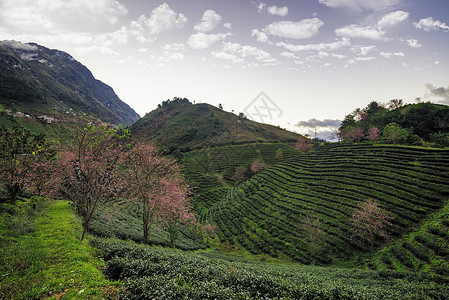 台湾红心番越南萨帕茶叶山的美丽樱花花开花西邦绿色栽培花园公园农业旅行天空背景