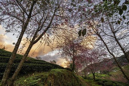 台湾红心番越南萨帕茶叶山的美丽樱花花开花农业西邦花园旅行公园栽培天空绿色背景
