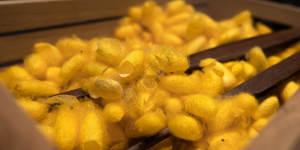 弹性蛋白肽黄色泰国丝虫councons 西里辛和纤维素蛋白酸细绳纤维润肤手工弹性旋转昆虫药品金子材料背景