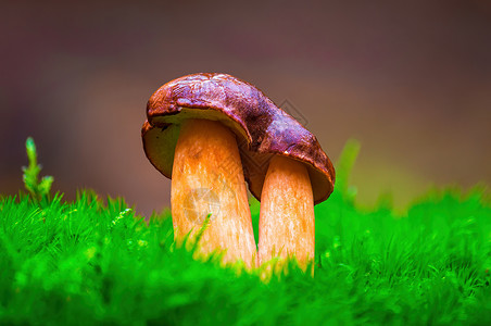 多色秋林中的真菌很好吃团体食谱荒野美食收成季节厨房食物烹饪营养背景图片