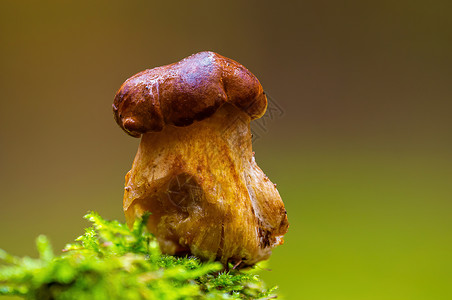 多色秋林中的真菌很好吃厨房森林苔藓美味荒野收成团体美食生长食物背景图片