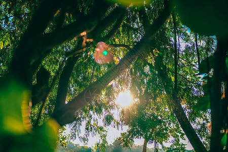 清晨阳光照耀在树上背景图片