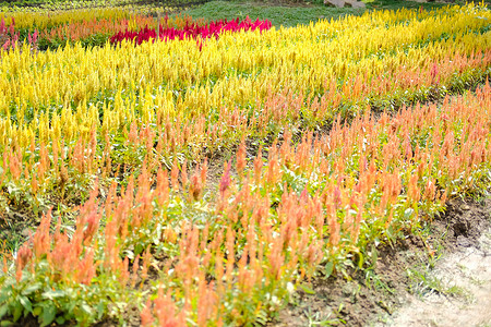 Celosia 在植物田中挤出鸡鸡肉花鸡冠花园鸡冠花羽状植物群生长背景图片