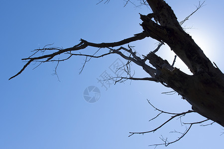 以蓝天为背景的枯树背景图片