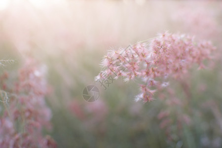 夕阳背景下的草花剪影彩色云彩风格晴天农场框架季节阳光太阳白色植物花朵日落背景图片