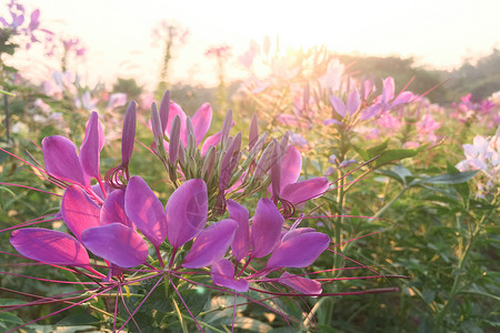 木犀科花园中的粉红色花 Cleome 的种类通常被称为蜘蛛花热带季节叶子紫色植物群园艺公园花瓣清洁剂植物背景