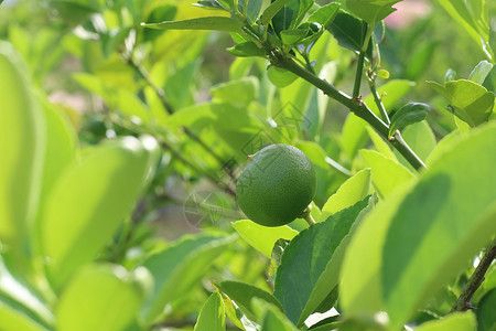 新鲜柠檬树柠檬健康水果热带蔬菜尺寸香味石灰绿气候食物背景图片