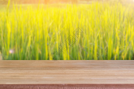 木空白表有稻田背景花园木板太阳桌面展示木头架子公园柜台剪辑背景图片