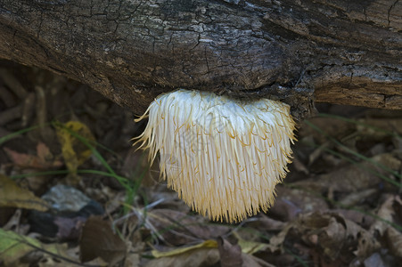 猴头菌狮子的羊毛蘑菇背景