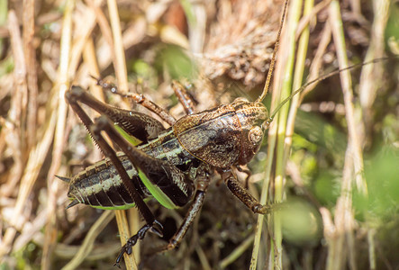 蟋蟀草地上的蝗虫宏背景