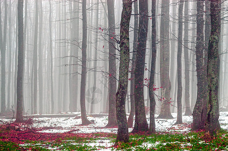 彩雾光效山上富彩多彩的森林中弥漫着浓雾背景