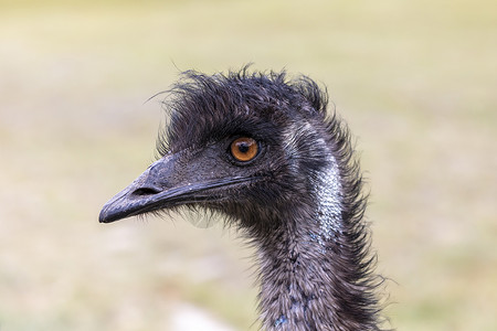 澳大利亚地区澳洲Emu人头部近距离肖像照片觅食者羽毛跑步棕色环境鸵鸟绿色脖子野生动物眼睛背景图片