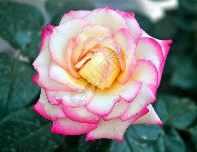 美丽的粉红玫瑰 有黄色核心背景图片